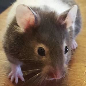 Meet your Posher, Dylan